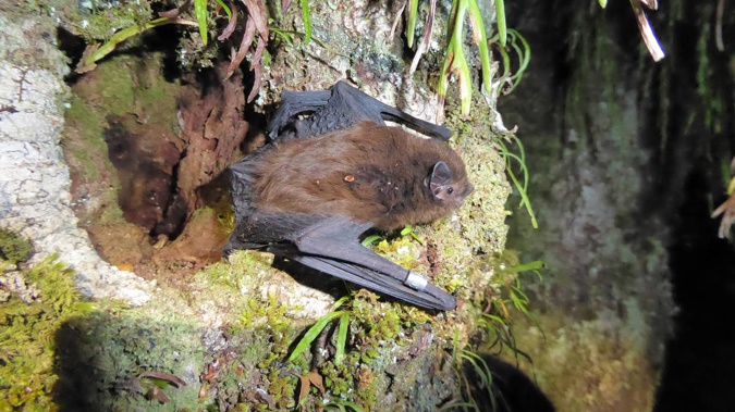 Endangered: The long-tailed bat, or pekapeka, has been spotted in Franz Josef for the first time in decades. (Photo / Supplied)