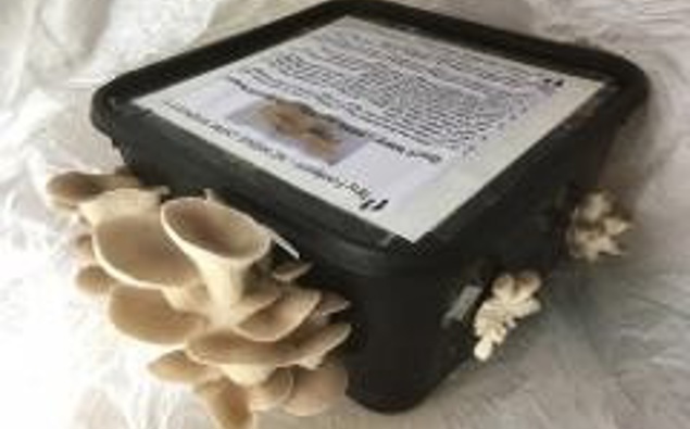 Mushrooms from Mike's garden (Photo / Supplied)