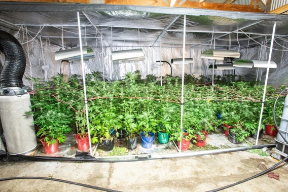 Police seized a total of 4102 cannabis plants from multiple commercial premises during a 2020 raid, dubbed Operation Morepork. (Photo / Supplied)