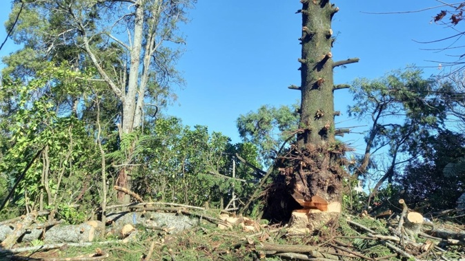 The Norfolk pine at 225 St George's St, Papatoetoe, with the branches removed and sawn most of the way through the base of the trunk. Photo / Auckland Council