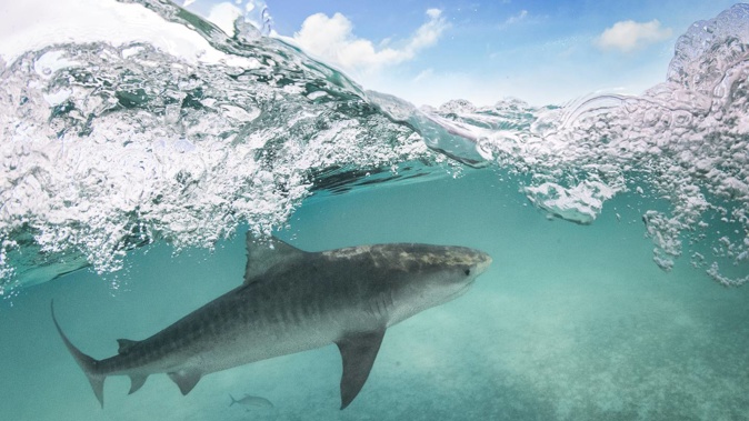 The attack on a Noumea beach was blamed on a 4-metre tiger shark. Photo / Koa Matsuoka, Papahānaumokuākea Marine Musuem