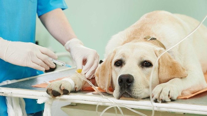 Southern Cross reveals the most unusual pet insurance claims of 2022. Photo / 123RF