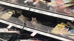 Woolworths NZ confirmed this photo of a rat, reflected in a mirror in the deli section, was taken at its Dunedin South Countdown supermarket in November.