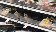 Four rats killed at Dunedin supermarket, no signs of more