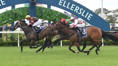 Exciting mare Provence winning the Westbury Stud Royal Descent Stakes (1400m) at Ellerslie on Boxing Day. Photo / Kenton Wright (Race Images)
