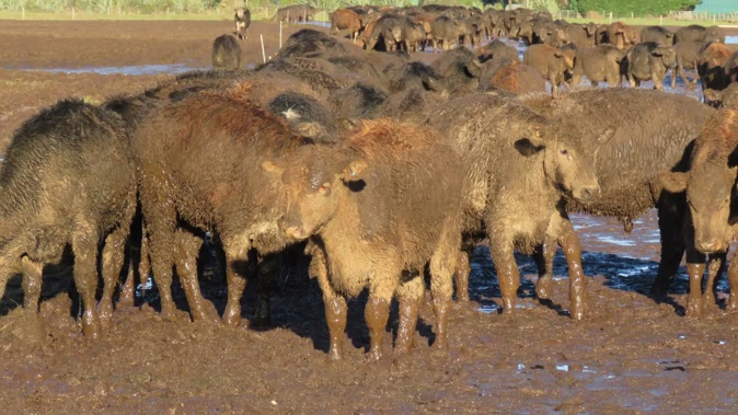 A Southland grazing company has been fined for allowing cattle to exist in "appalling" muddy conditions. Photo / MPI