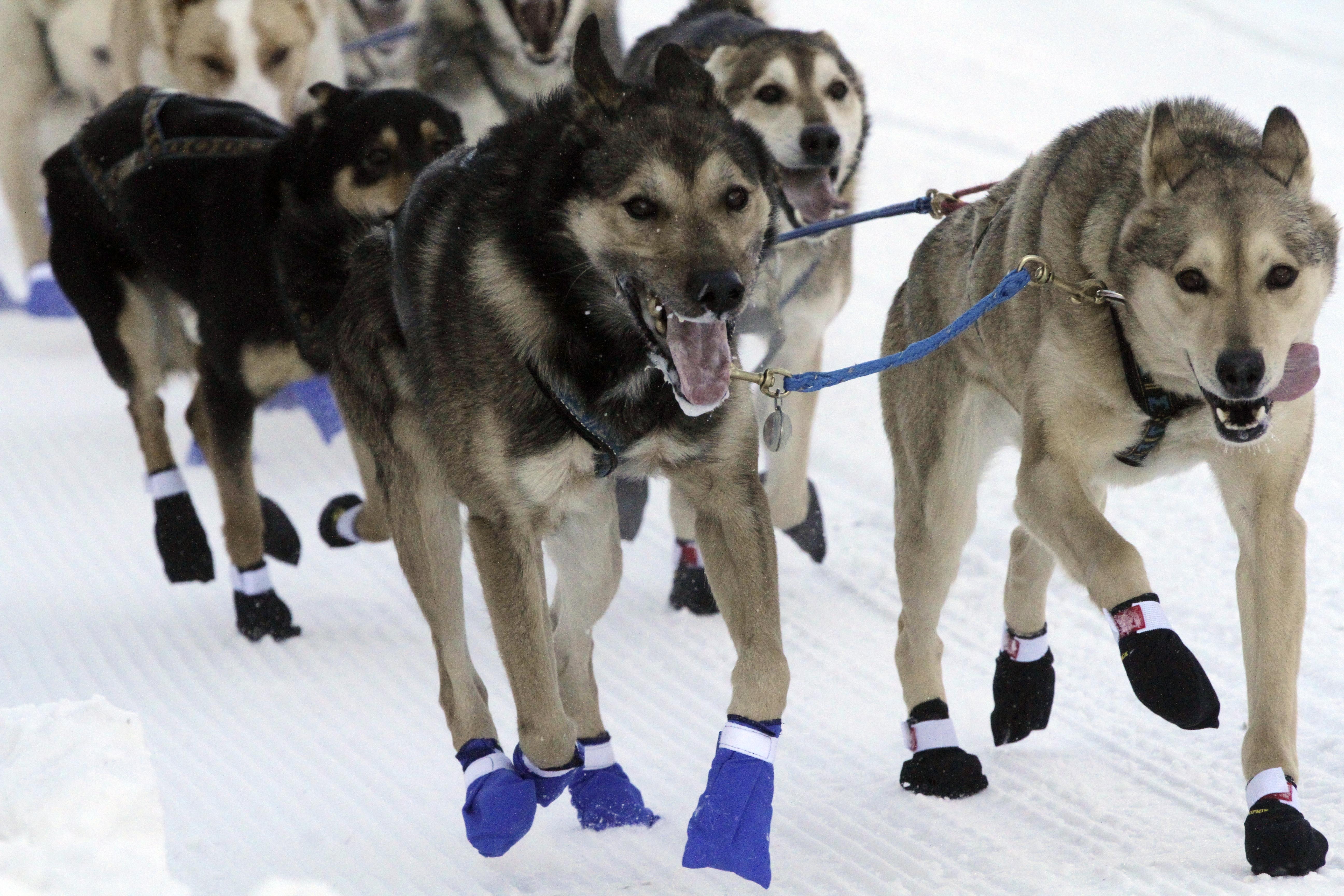 The lead dogs for musher Bailey Vitello of Milan, New Hampshire, run down Fourth Avenue during the Iditarod Trail Sled Dog Race's ceremonial start in downtown Anchorage, Alaska, on Saturday, March 4, 2023. The smallest field ever of only 33 mushers will start the competitive portion of the Iditarod Sunday, March 5, 2023, in Willow, Alaska. Photo / AP