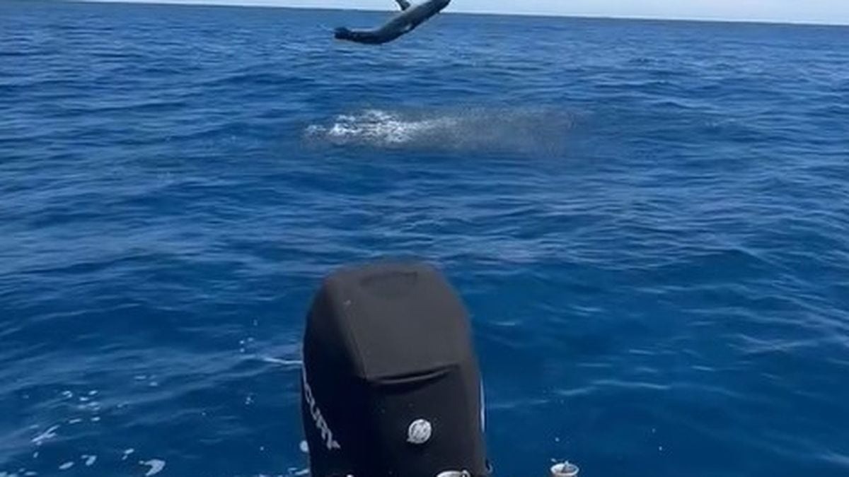 A mako shark leaps from the water off the Manukau Bar. Photo / Supplied