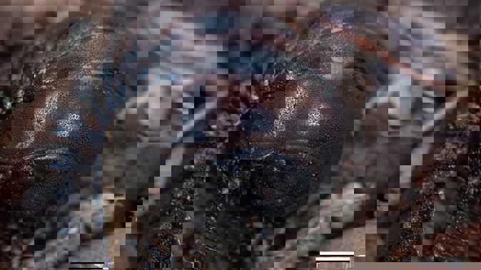 The millipede, known as Arthropleura is thought to have been more than 2.5m (8ft) long. Photo / RNZ