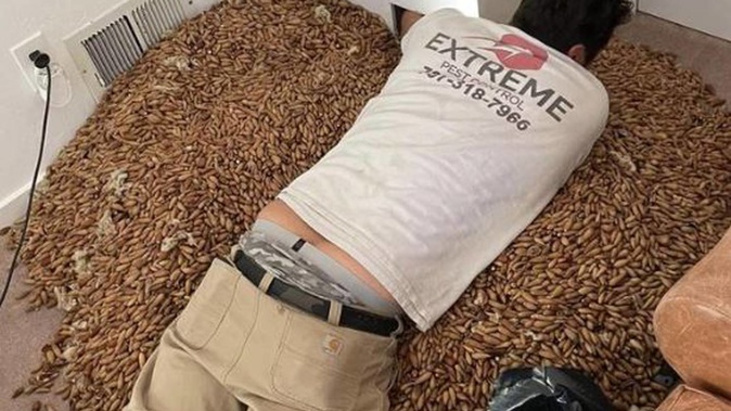 Nick Castro, the owner of Nick’s Extreme Pest Control in California, was called to a house to deal with a woodpecker that was causing damage. Photo / Facebook