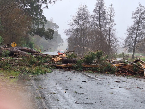 Fallen trees have been a major issue across Tasman District after heavy rain and strong winds. Photo / Gayle Petch