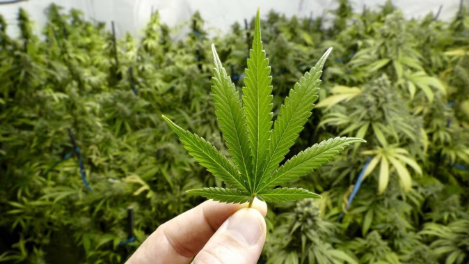 A police found 338 cannabis plants growing in one house, and smaller growing operations at two other premises. Photo / 123RF