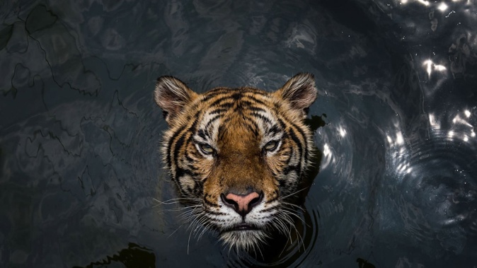 Thailand credits prey releases of sambar deer for ‘extraordinary’ tiger recovery