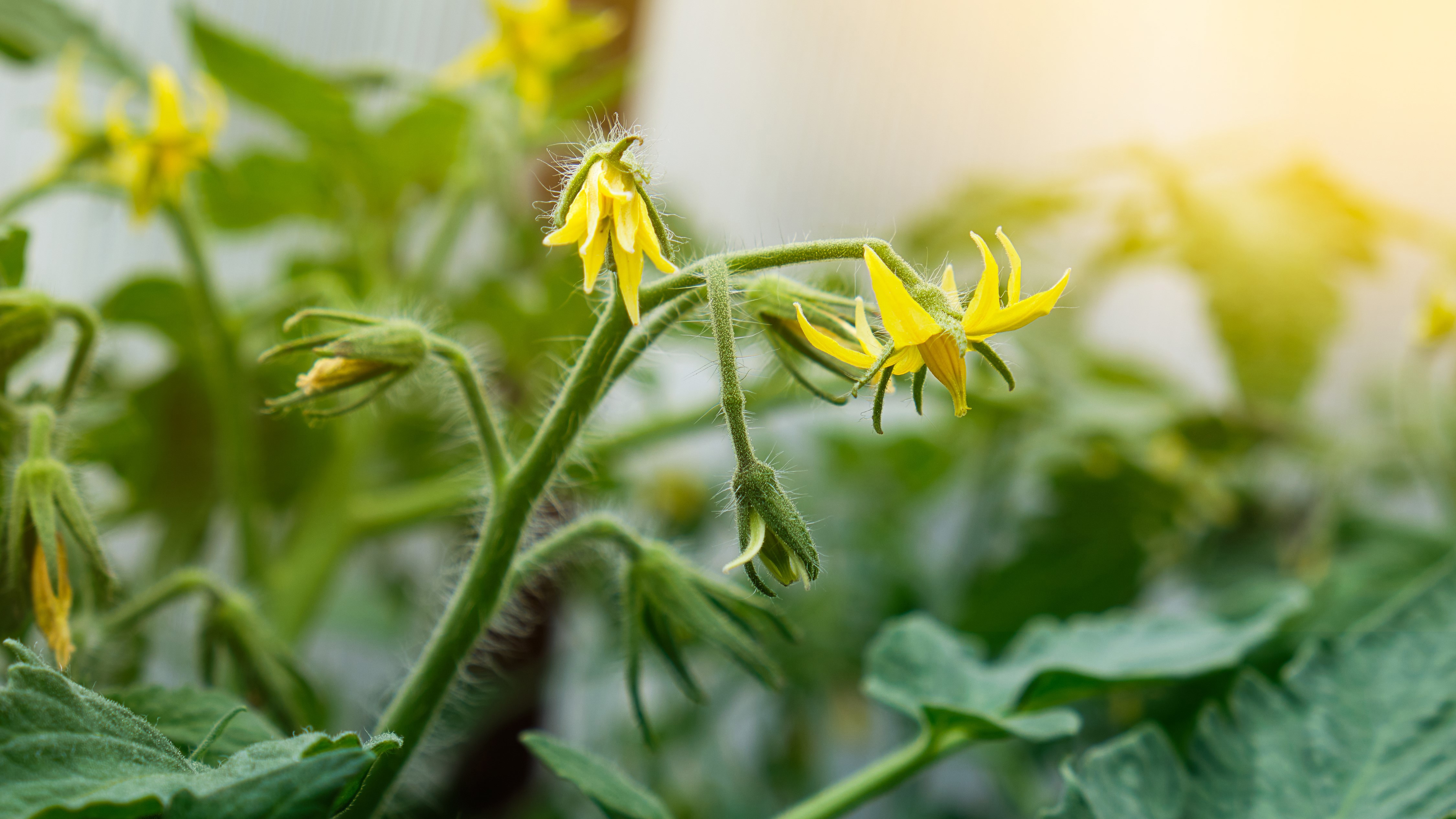 Ruud Kleinpaste: Assisted Pollination