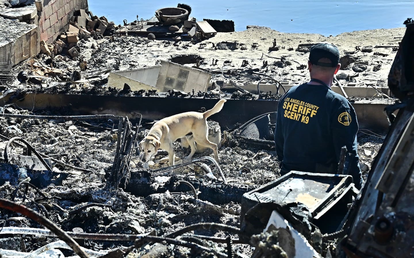 A cadaver dog, from the Los Angeles County Sheriff, sniffs through the rubble of beachfront properties destroyed by the Palisades Fire along the Pacific Coast Highway in Malibu. Photo / AFP