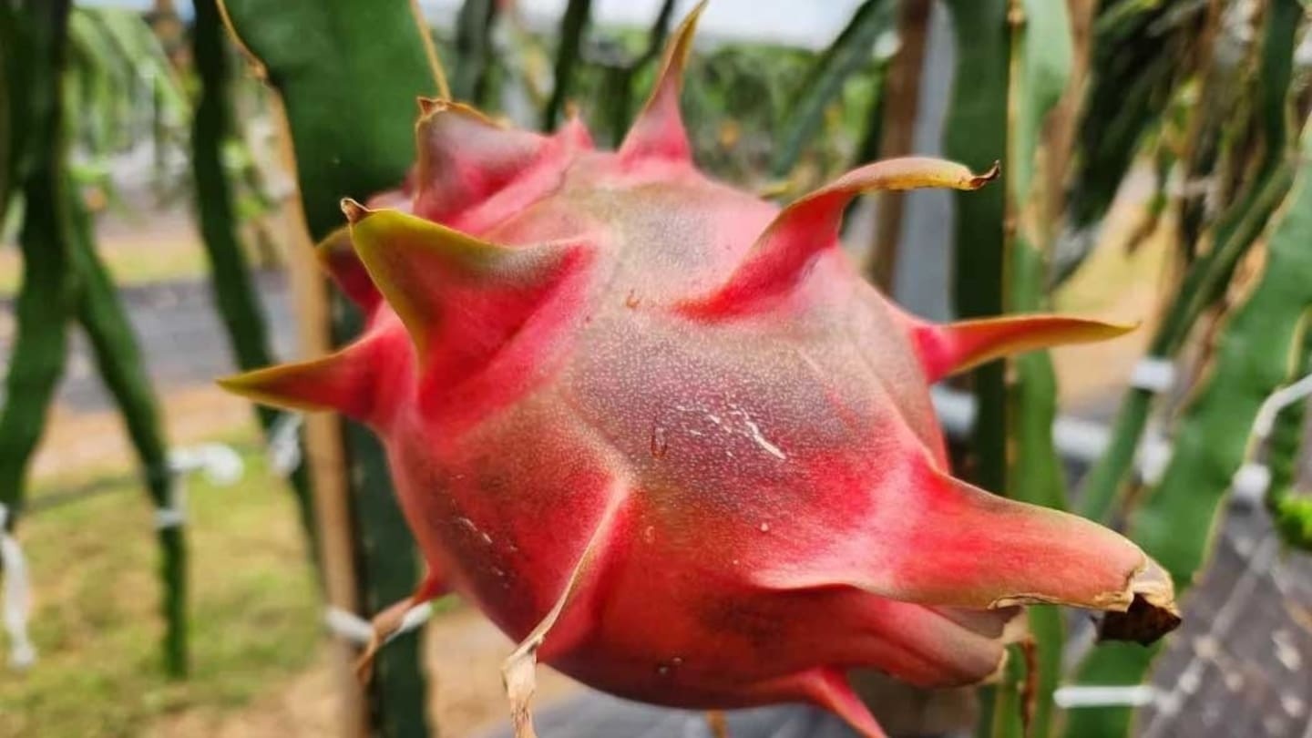 Dragon fruit a sweet choice for storm-scarred Northland?