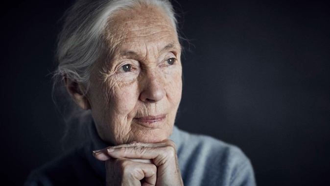 Dr Jane Goodall is returning to New Zealand for her Reasons For Hope tour. Photo / Tony Burrows