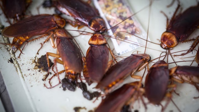 A photo of American sewer cockroaches invading a home in Epsom, Auckland.