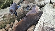 Eight seals shot dead in Kaikōura, Police and DoC investigating
