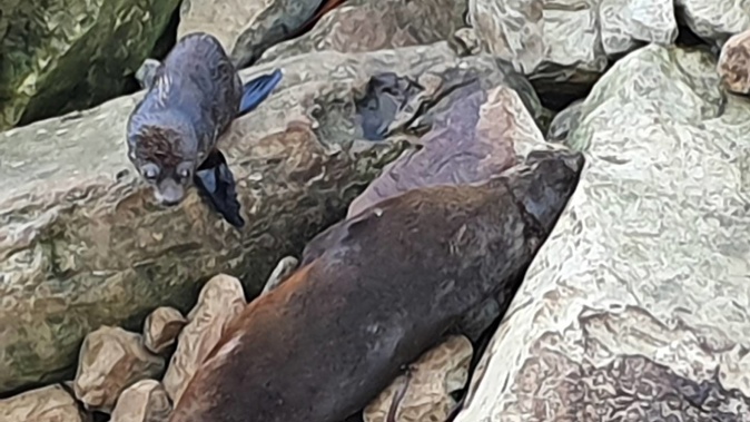 One of the six dead seals at Ōhau Point, north of Kaikōura. (Photo / Supplied)