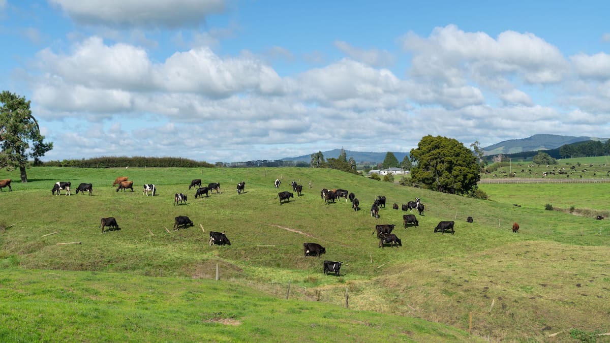 Cow-ching: State-owned farmer to hand Crown $10m special dividend