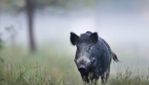 Wild boar horror in small village - man comes off second-best against beast