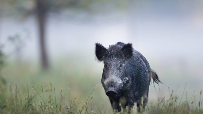 Steve Easton was knocked over by a wild boar. Photo / 123RF