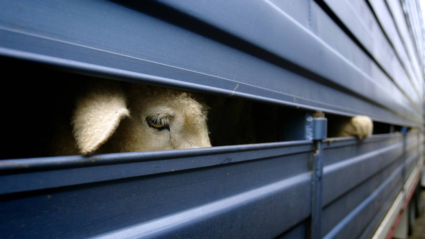 A large number of lambs were killed or maimed when an inexperienced driver rolled a stock truck on a state highway last November. PHOTO / FILE