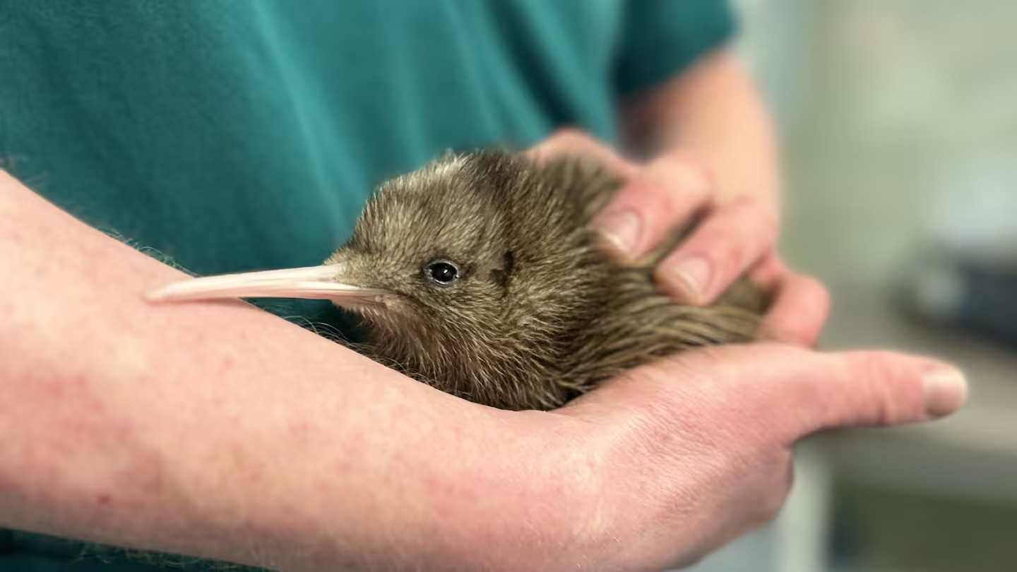 The West Coast Wildlife Centre has celebrated a special arrival for the second time this year. Photo / West Coast Wildlife Centre