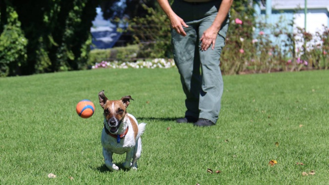 Western Bay dogs will soon have designated dog parks to play in. Photo / Sun Media