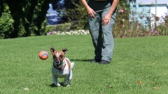 Western Bay dogs will soon have designated dog parks to play in. Photo / Sun Media