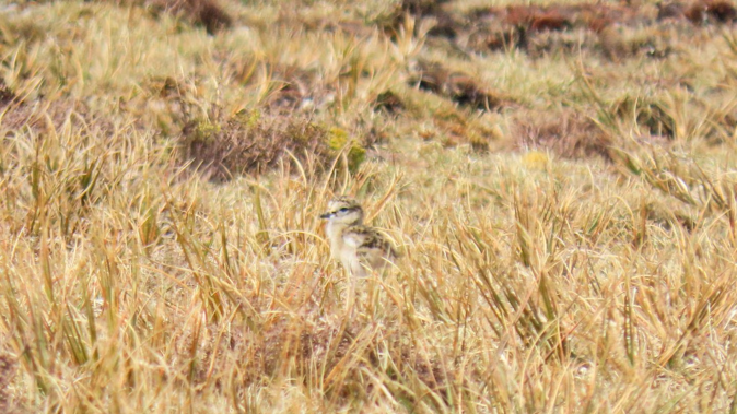 A new-born Southern Dotterel chick on Rocky Mountain, Rakiura Stewart Island. Photo / Daniel Cocker, DoC