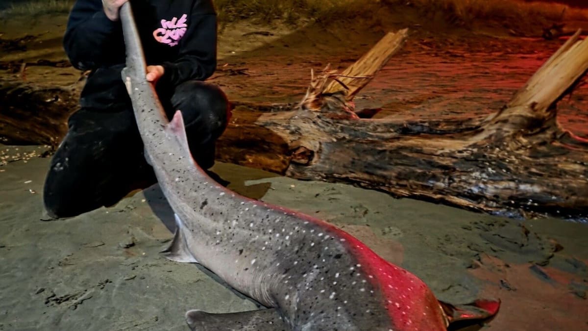 'Heart beating out of his chest': Teen's 45-minute fight with 2m shark off city's pier