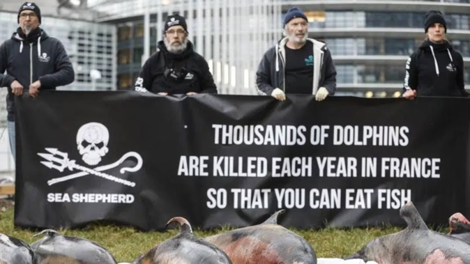Activists stand by dead dolphins they spread in front of the European parliament in Strasbourg, eastern France. Photo / AP