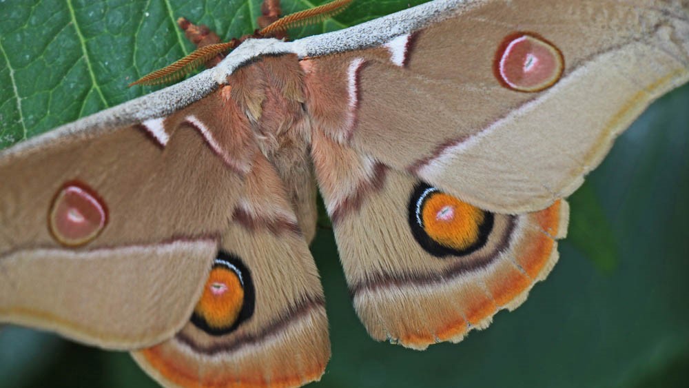 Ruud Kleinpaste: Emperor Moth Caterpillars aka Aussie silk moths