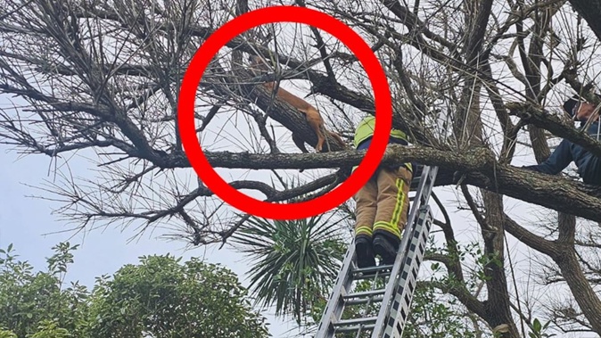 Rita the dog had to be rescued from a tree after she climbed eight metres high to chase a possum.