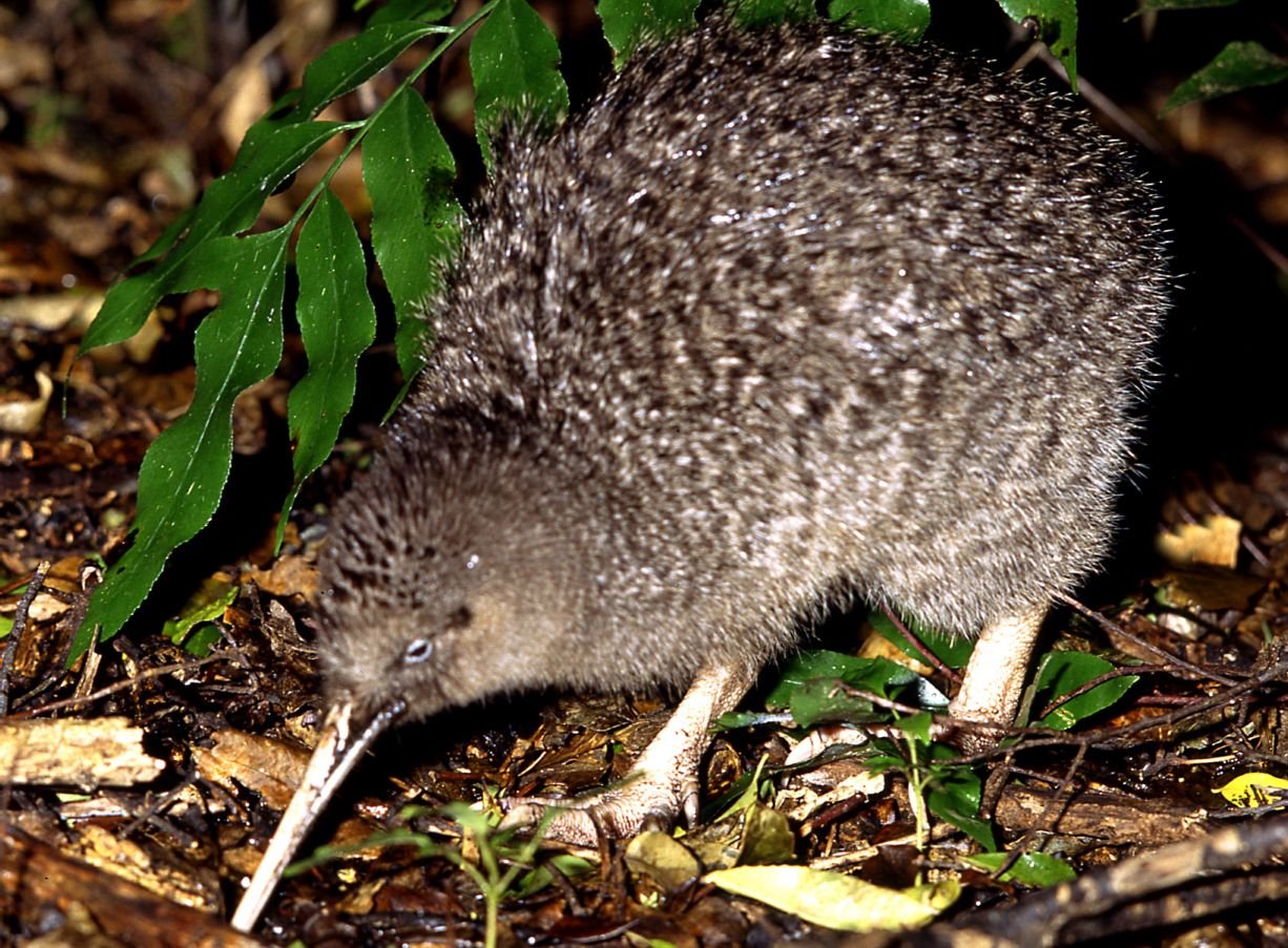 Little spotted kiwi at Karori Sanctuary. Picture/ Peter Daniel.