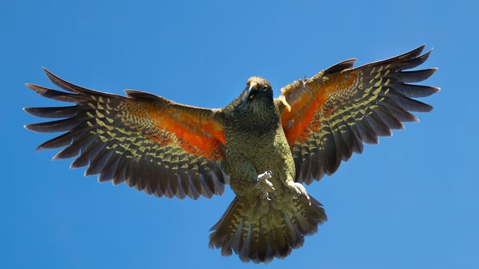 A kea, a native New Zealand parrot, in flight in the Arthur's Pass National Park, South Island. Photo / Brett Phibbs