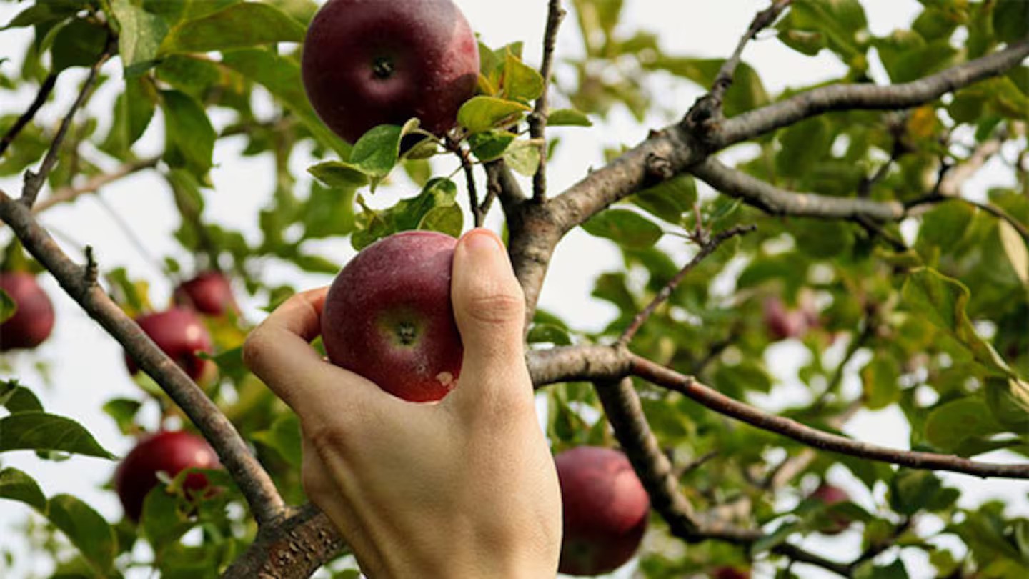 The do’s and don’ts of picking fruit in your neighbourhood
