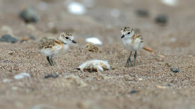 Two recently-hatched dotterel chicks check on their sibling, who died on Thursday morning, at Sandy Bay, on Northland’s east coast.