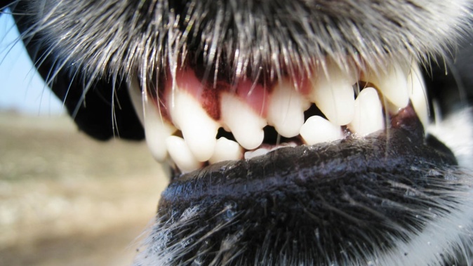 A young child has been left scarred and traumatised after she was attacked by an uncontrolled dog at a West Auckland sports ground. Photo / GETTY IMAGES