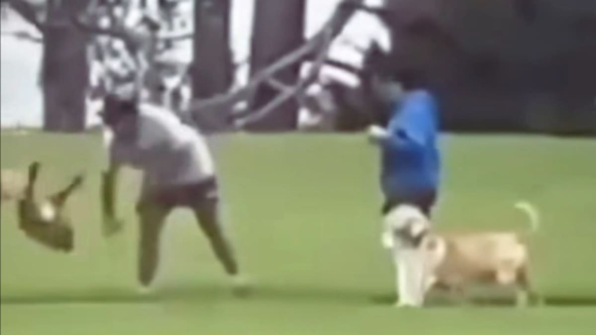 Footage of a dog-abuse incident in Manurewa is circulating on social media. Photo / Chained Dog Awareness NZ