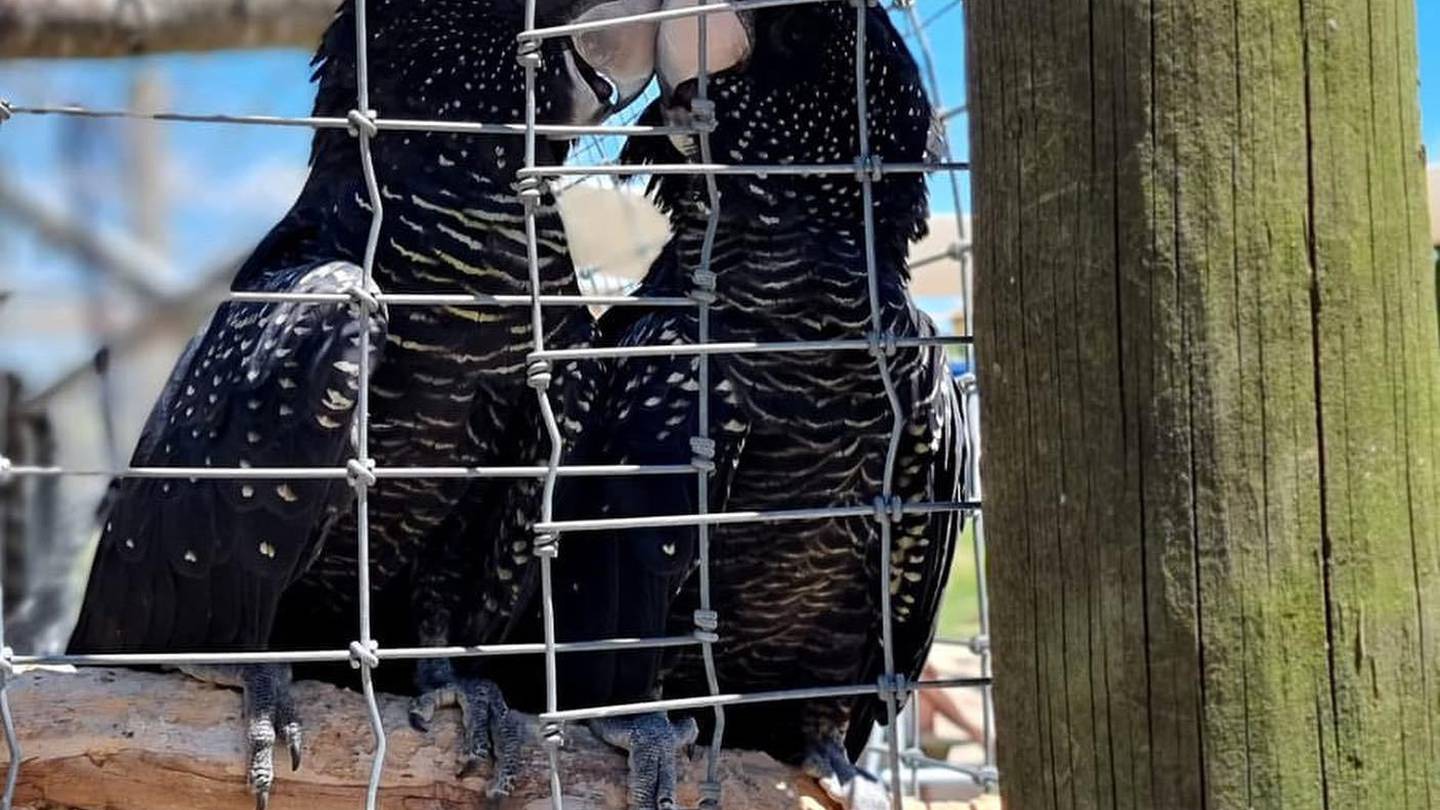 Hayder Abed and his son, aged 3, visited Shaw's Bird Park in Hamilton on Saturday. Photo / Supplied