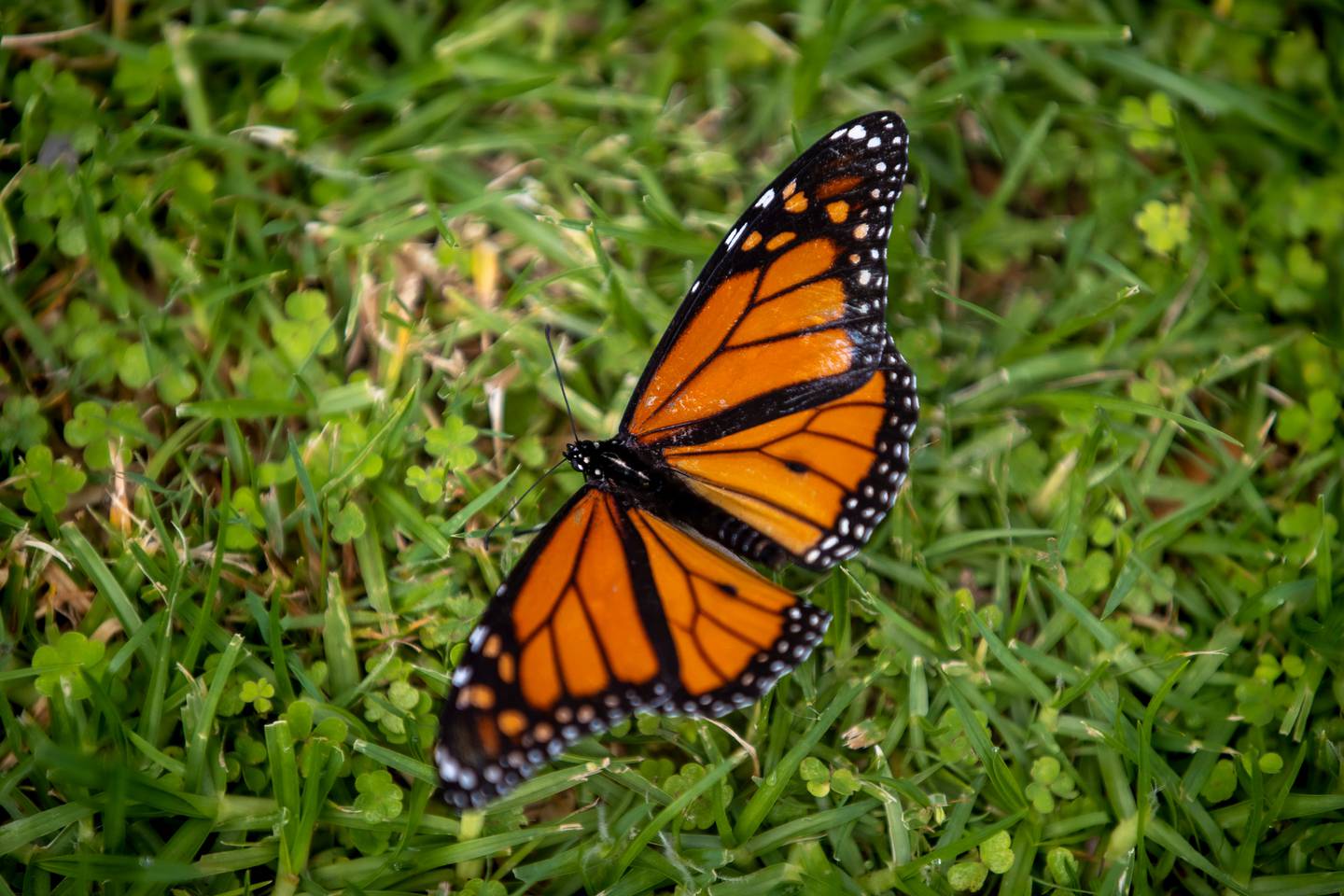 Photo / Michael Craig, File