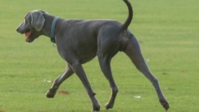A recent dog attack during a football training session at Tahurangi / Crum Park has highlighted the serious risk off-leash dogs pose to our communities, says Auckland Councillors. Supplied photo