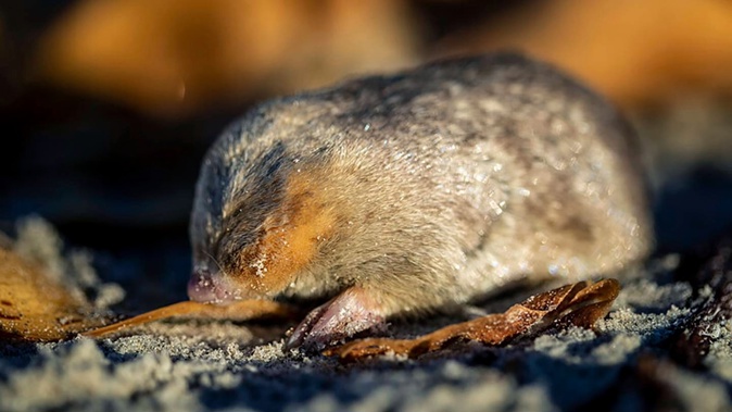 Researchers in South Africa say they have rediscovered a mole species with an iridescent golden coat that “swims” through sand dunes. Photo / re:Wild, via AP
