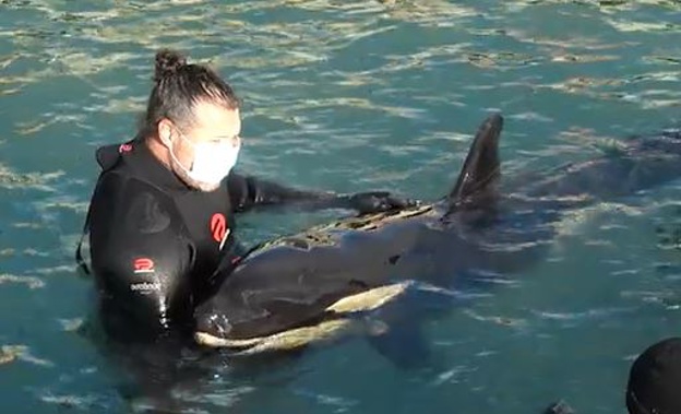 Some locals have affectionately named the baby orca "Bob" (Photo / Supplied)