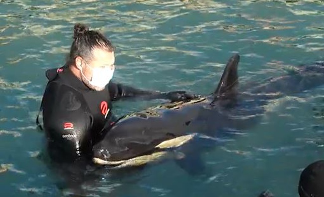 Some locals have affectionately named the baby orca "Bob" (Photo / Supplied)