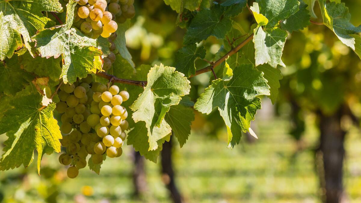 Serious Fraud Office charges former Sacred Hill Vineyards director Richard Foddy with false accounting