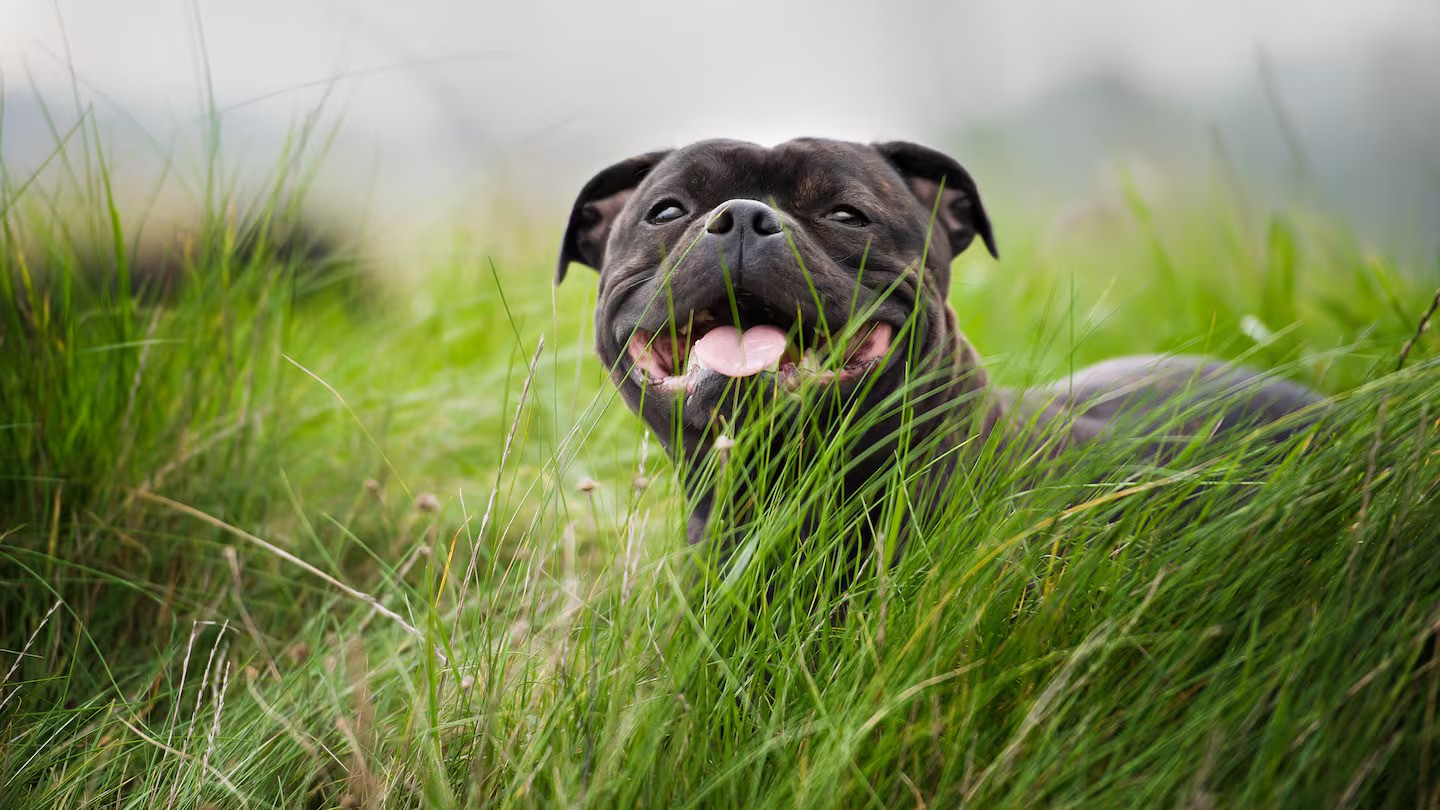 Koha the Staffordshire Bull Terrier, similar to the canine pictured, was facing possible destruction. Photo / Stock Image